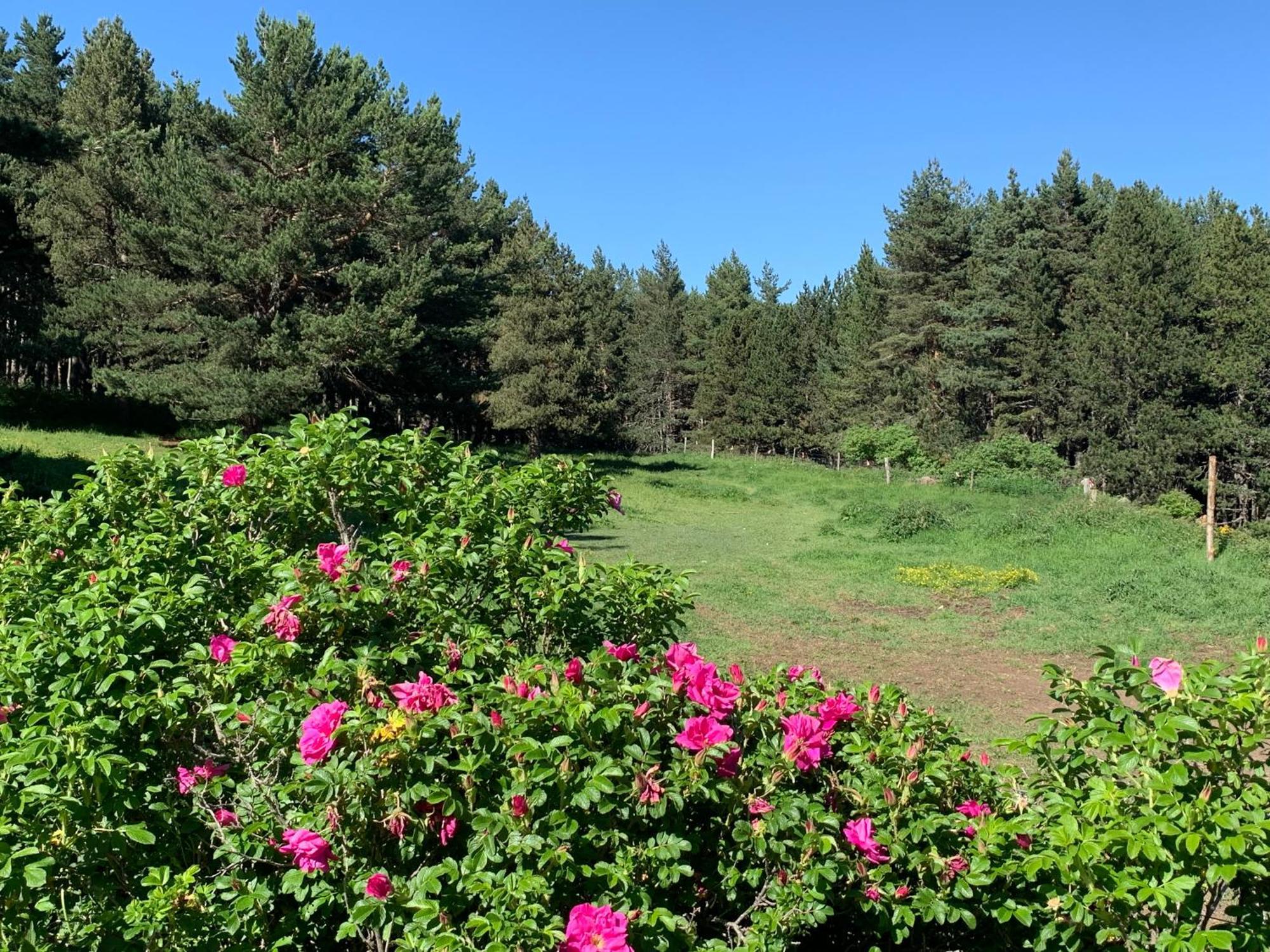 Gite Ranch Le Serpolet レ・ザングル エクステリア 写真