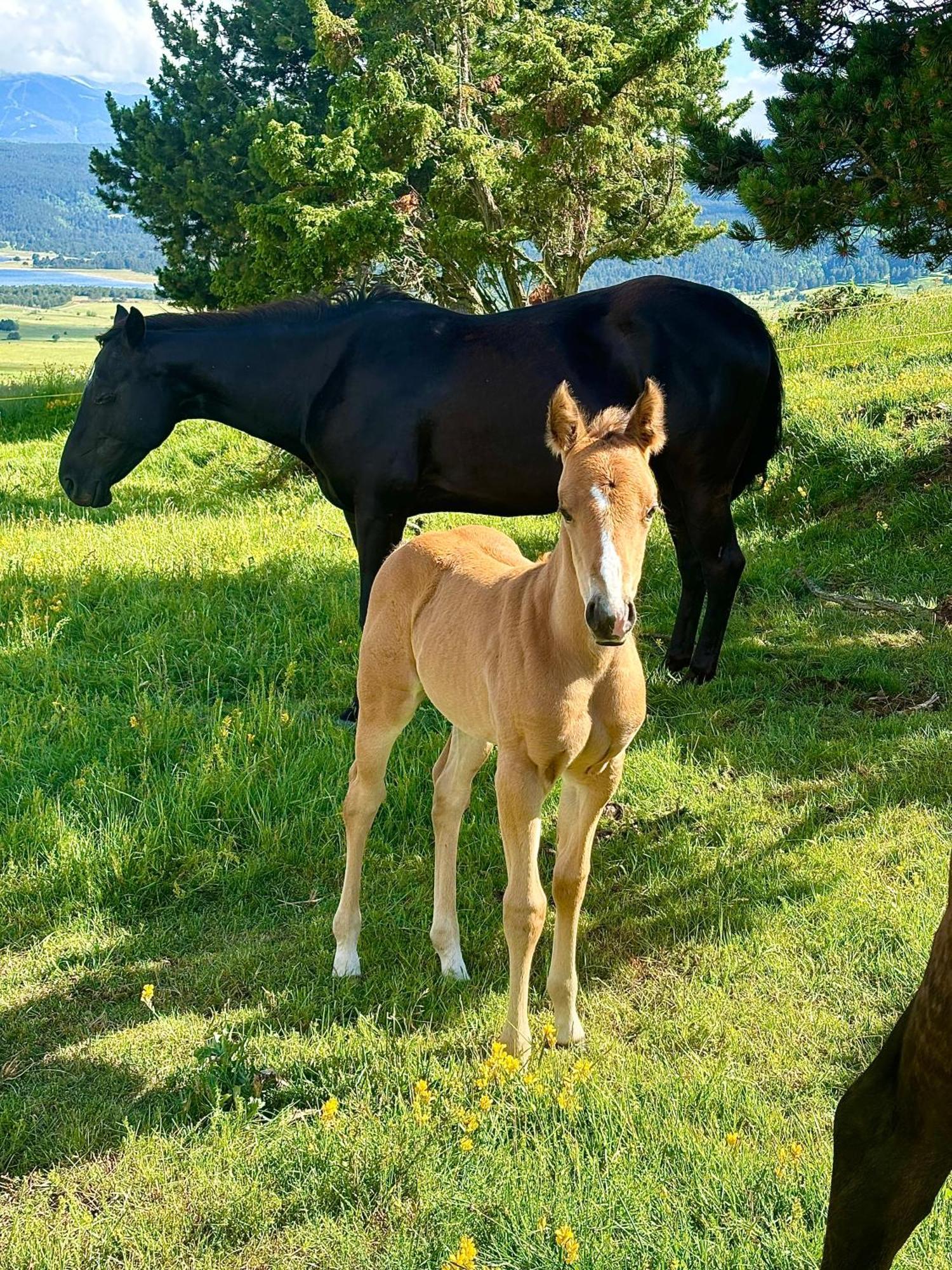 Gite Ranch Le Serpolet レ・ザングル エクステリア 写真